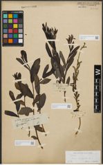 Foto von Salix purpurea L.